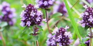 Thyme strengthens male sexual power